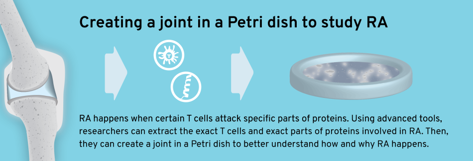 Graphic Layout 2D Creating Joint Petri Dish Study RA