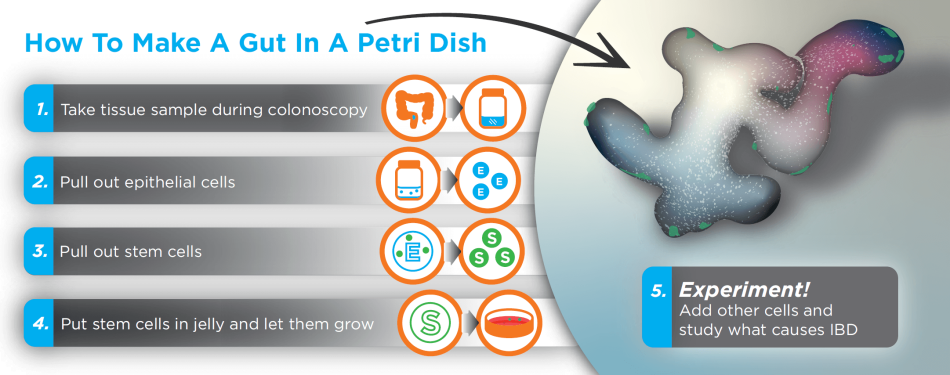 Graphic Layout 2D How to Make Gut in Petri Dish