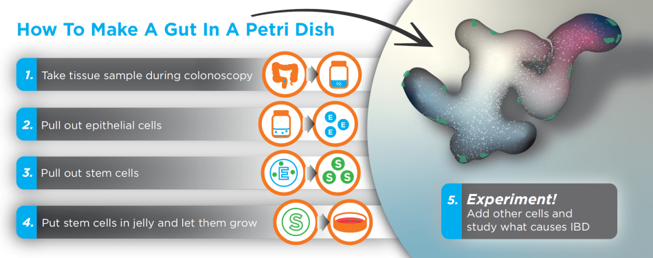 Layout 2D How to Make Gut in Petri Dish