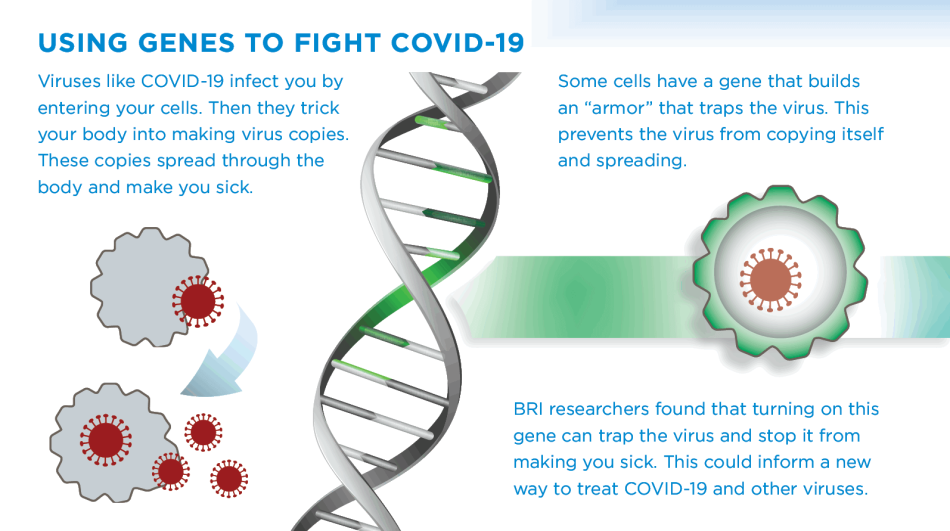 Layout 2D Using Genes to Fight COVID-19