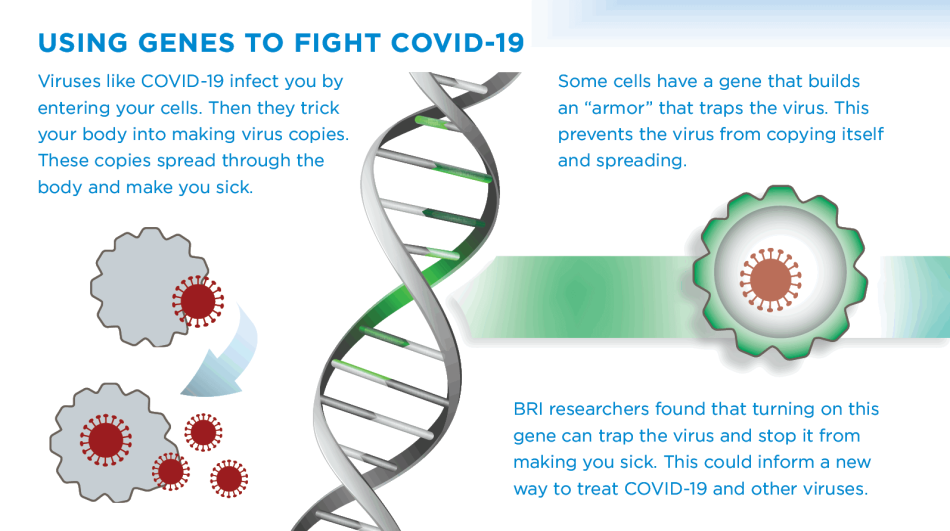 Graphic Layout 2D Using Genes to Fight COVID-19