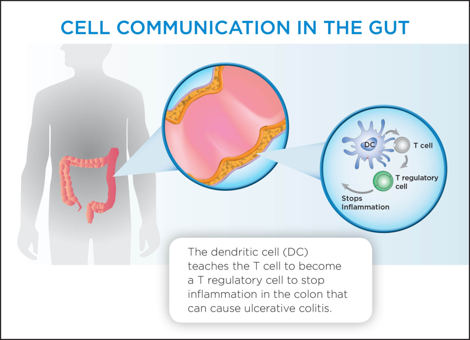 Layout 2D Cell Communication in the Gut