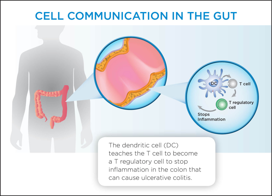 Graphic Layout 2D Cell Communication in the Gut