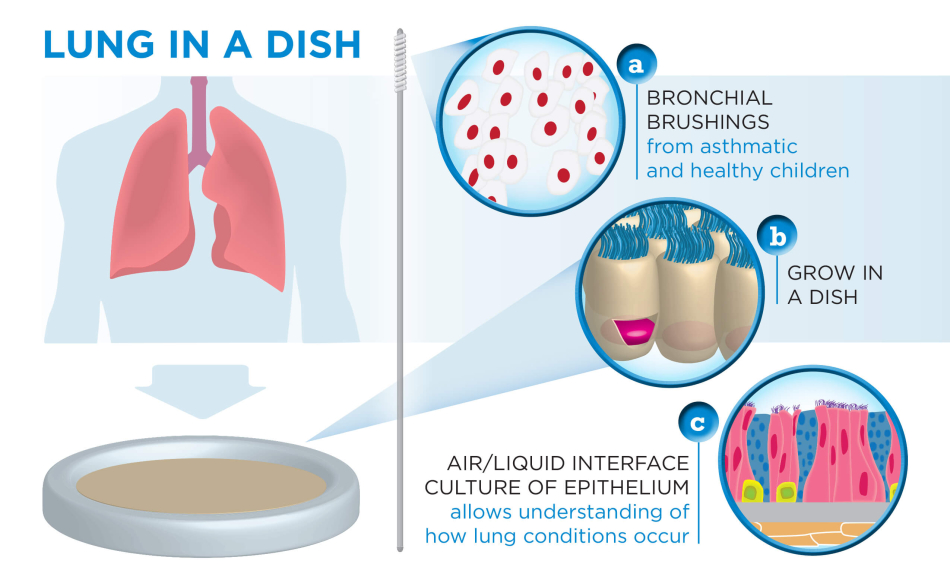 Graphic Layout 2D Lung in a Dish