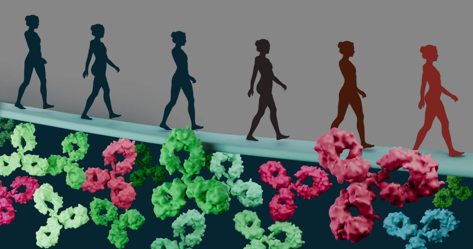 Graphic 3D Autoimmunity Progression Antigens