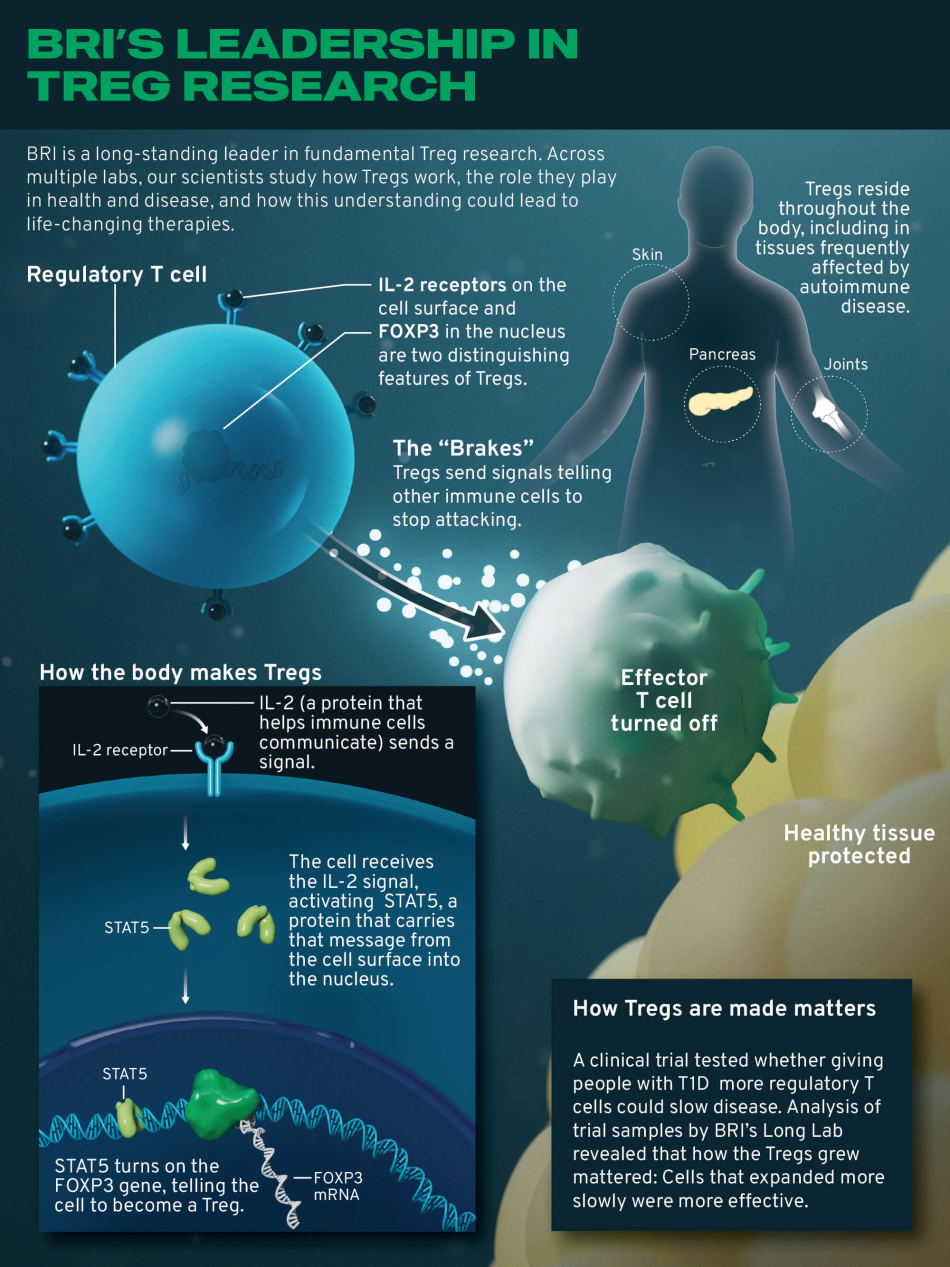 Graphic Inline 3D BRI Leadership In Treg Research Panel 1