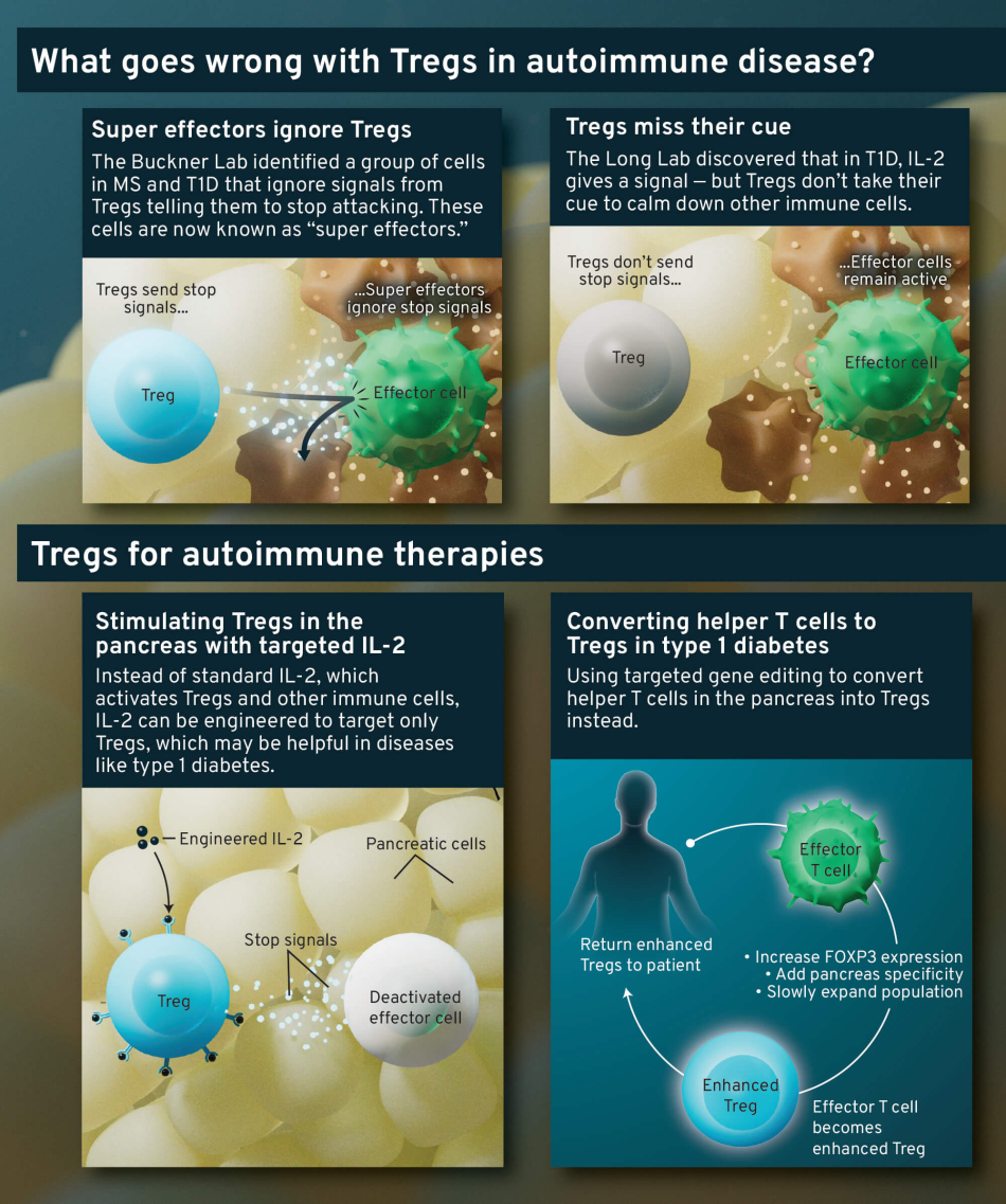 Graphic Inline 3D BRI Leadership In Treg Research Panel 2