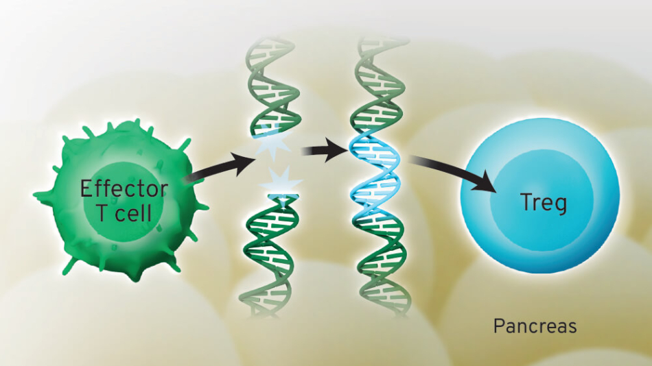 Graphic Inline 3D Treg Therapy Pancreas