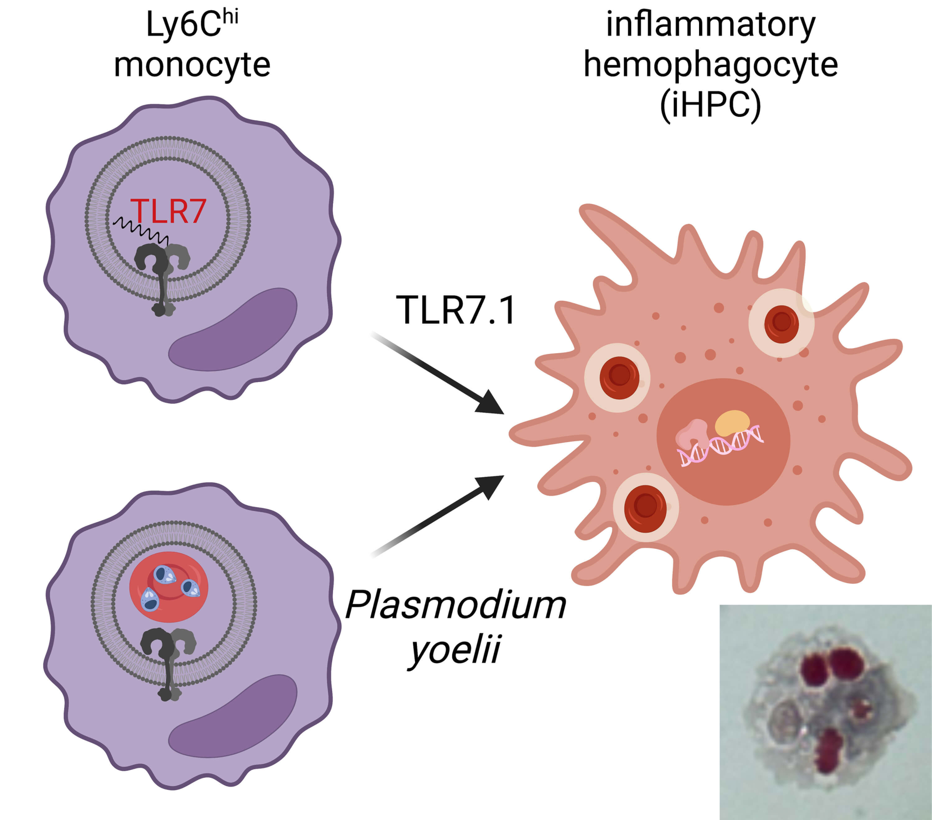 Monocytederived inflammatory hemophagocytes in disease Benaroya Research Institute