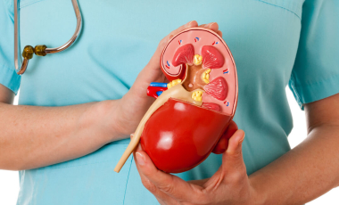 Blog Clinician Holding Kidney Model