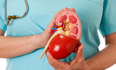 Blog Clinician Holding Kidney Model