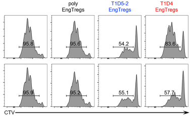 Buckner Research Project Preview - Regulatory T Cells in the context of Autoimmune Disease