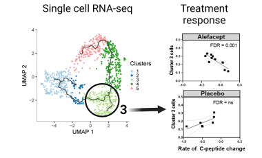 Cerosaletti Research Project Preview - Autoreactive T cells in type 1 diabetes