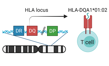 Cerosaletti Research Project Preview - Genetics of response to allergy immunotherapy