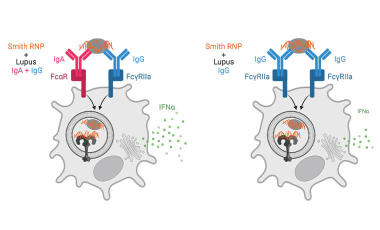 Hamerman Research Project Preview - Immune complex activation of pDC IFNα production in lupus