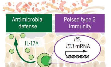 Harrison Research Project Preview - Understanding how commensal-specific T cells influence tissue homeostasis