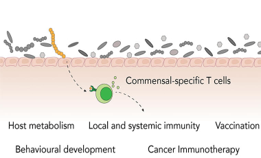 Harrison Research Project Preview - Understanding mechanisms regulating poised immunity in barrier sites