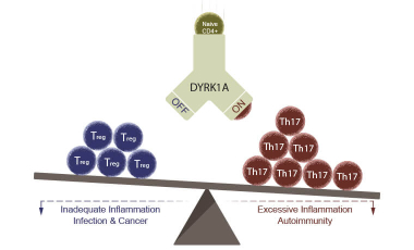 Khor Research Project Preview - Understanding DYRK1A