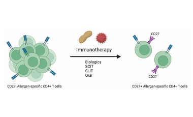Kwok Research Project Preview - Allergen epitope specific CD4+ T cells