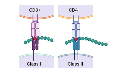 Kwok Research Project Preview - CD4+ and CD8+ T cells in Rheumatoid Arthritis