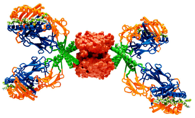 Kwok Research Project Preview - DNA-barcoded HLA class II tetramers