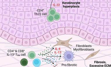 Morawski Res Proj Prev - Skin T Cells Structure