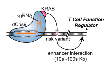 Ray Lab Research Project Preview - Mapping CIS regulatory regions