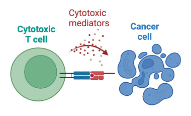 Stefani Research Project Preview - Immunotherapy and Tumor Cell Resistance