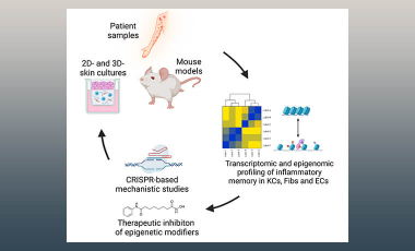 Campbell Lab Res Proj Prev - T Cell Structural