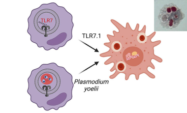 Hamerman Research Project Preview - Monocyte-derived inflammatory hemophagocytes in disease