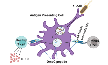 Lord Lab Research Project Preview - Cells in IBD