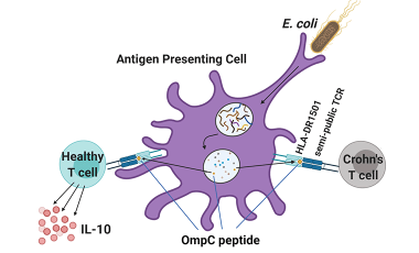 Lord Lab Research Project Prev - Cells in IBD