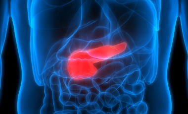 Blog 3D Biological Anatomy Pancreas