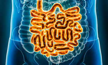Blog 3D Biological Intestines Blue