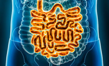 Blog 3D Biological Intestines Blue