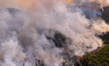 Blog Forest Wildfire