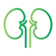 Research Area Icon - Kidneys