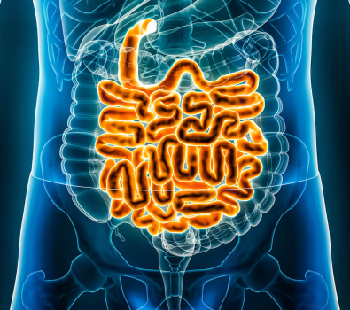 Blog 3D Biological Intestines Blue
