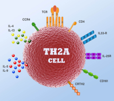 Blog Main 3D Biological TH2A Cell