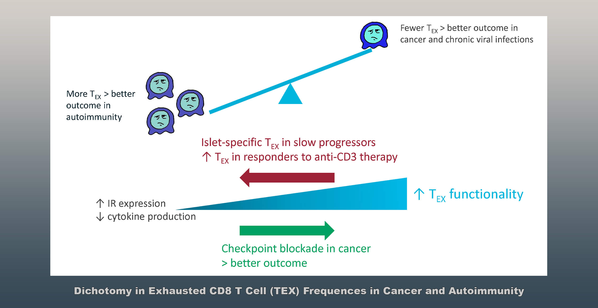 Drivers of CD8 T cells exhaustion in autoimmunity | Benaroya Research ...