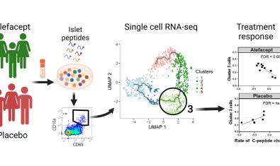 Cerosaletti Research Project Main - Autoreactive T cells in type 1 diabetes