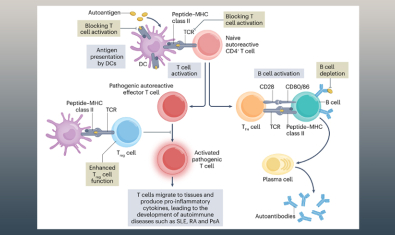 Figure 1 from publication: Antigen-specific immunotherapies for autoimmune disease