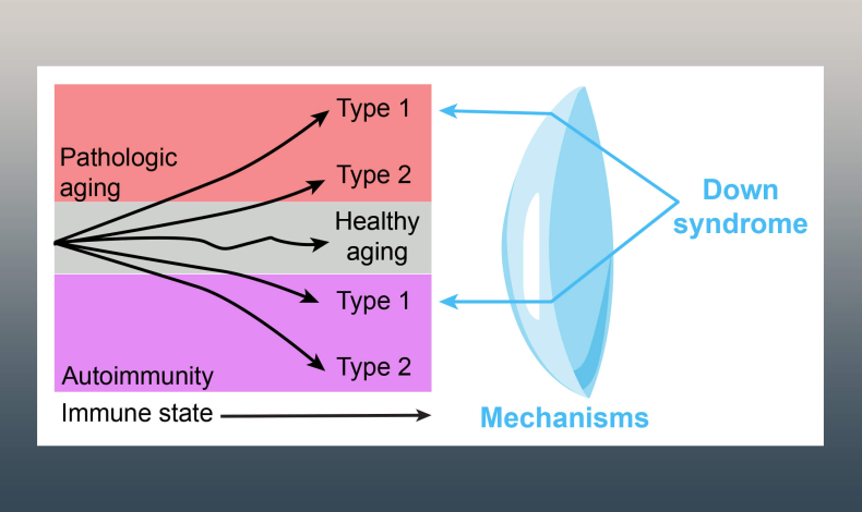 Labs | Benaroya Research Institute